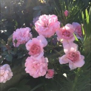 Meet your Posher, Lola